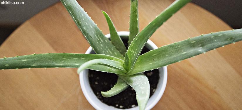 natural remedies for stye-aloe vera