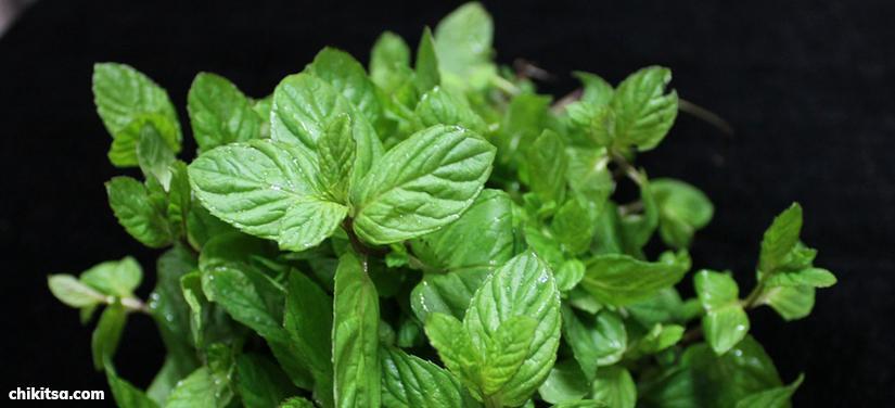 Mint For Appendicitis Pain