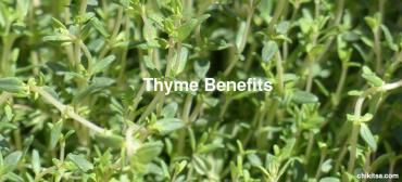 24 Amazing Thyme Health Benefits