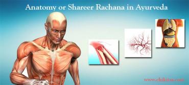 Anatomy or Shareer Rachana in Ayurveda
