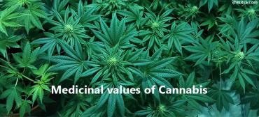 Medicinal Health Benefits of Cannabis