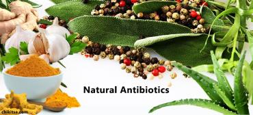 Top 7 Most Effective Natural Antibiotics (Herbs)