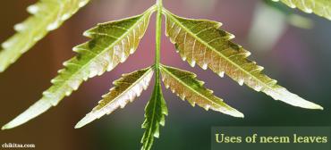 Surprising Benefits of Neem Leaves for Skin, Hair and Health