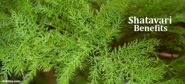 Health Benefits of Shatavari