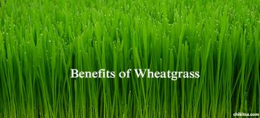 Top 15 Benefits of Wheatgrass for Skin, Hair and Health