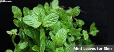 Understand the Benefits of Mint Leaves for Skin