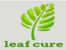 Leaf Cure